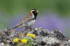 Lapland Longspur